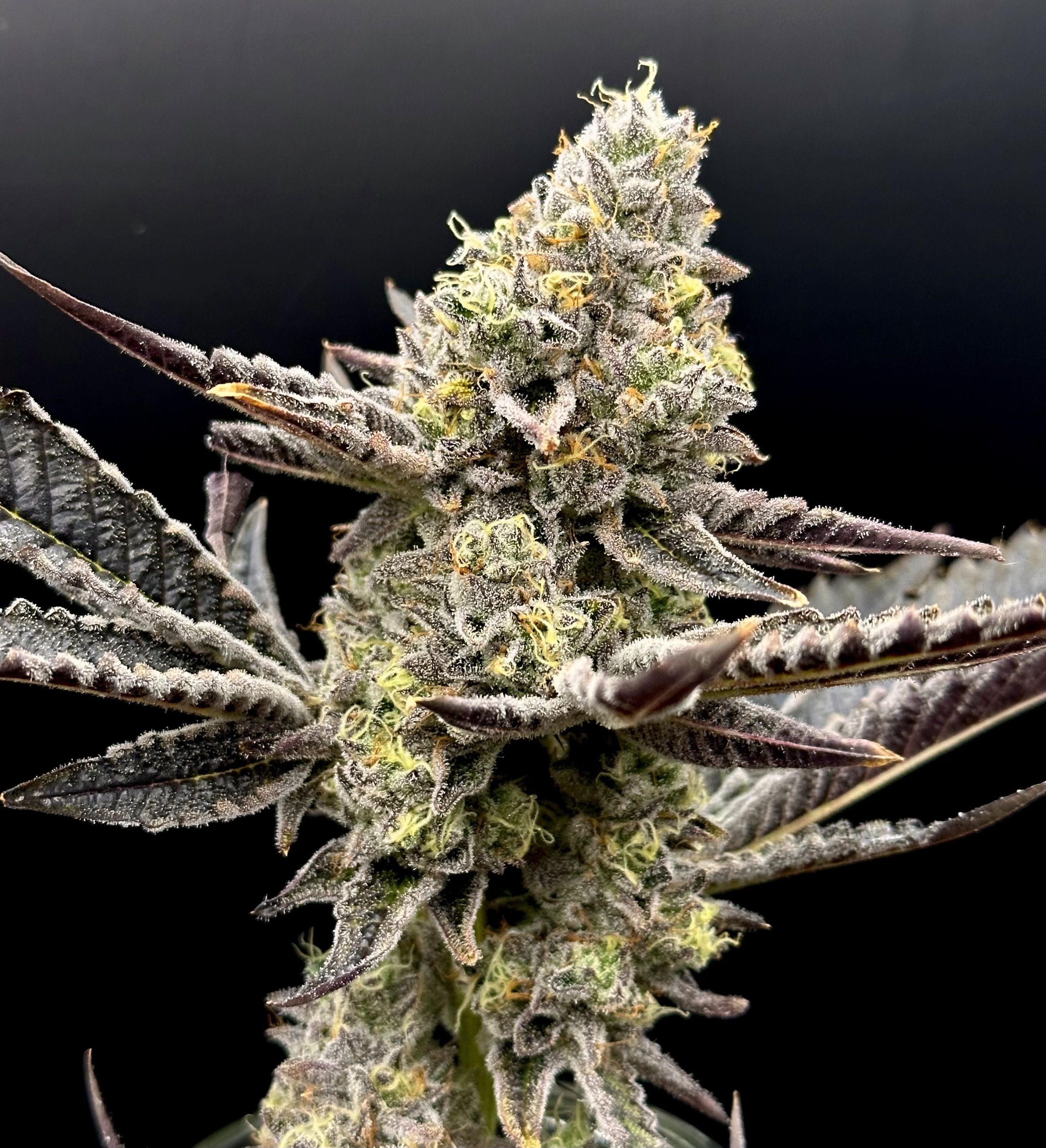 Our Strains — Kootenay Cultivar